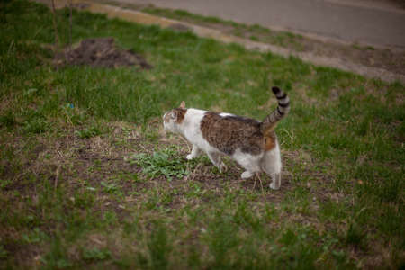A tabby cat is sleeping on dry grass. A cat lies in the sun, playing on a dry yellow reed. In the morning, the striped cat takes a sun bath. Striped cat yawns, purrs, lickens.の写真素材
