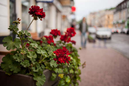 Flower bed with red petunias on the street. Colorful decoration artificial flower in the pot. Fragment of urban beautification. Flower bed with pink petunia in perspective.の写真素材