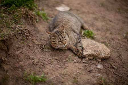 A tabby cat is sleeping on dry grass. A cat lies in the sun, playing on a dry yellow reed. In the morning, the striped cat takes a sun bath. Striped cat yawns, purrs, lickens.の写真素材