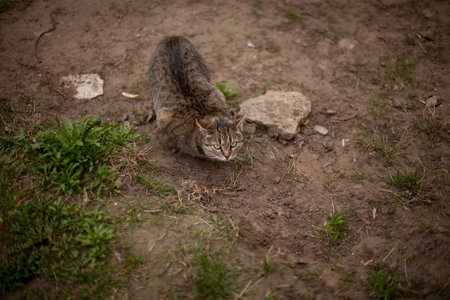 A tabby cat is sleeping on dry grass.の写真素材