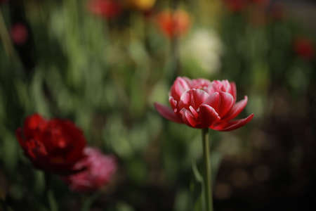 flower bed with peony red tulips. red peony blooming in a flower bed.の写真素材