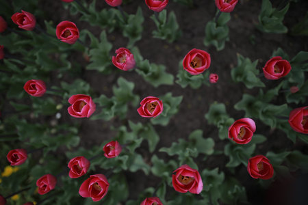 A flower bed with peony pink tulips. many pink tulips in the flowerbed