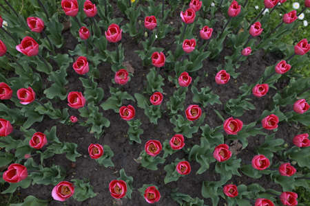 A flower bed with peony pink tulips. many pink tulips in the flowerbedの写真素材