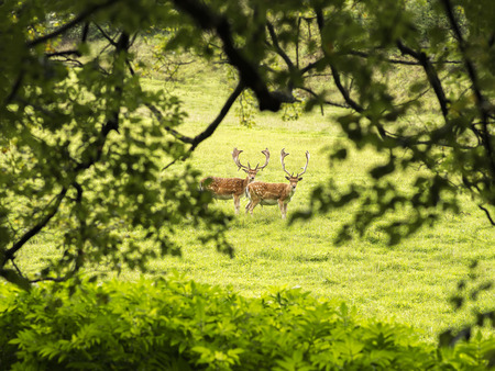 Pair of fallow deer captured on a glade in a shallow depth of fieldの写真素材