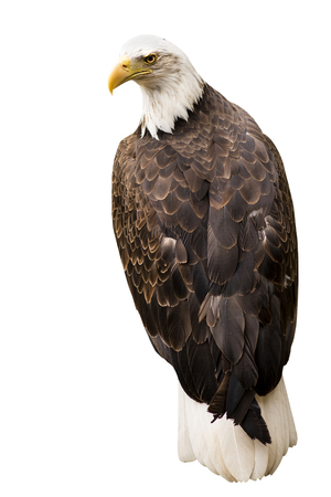 Bald eagle sitting with its back to a camera and isolatedの写真素材