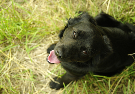 Black sitting dog looking upwards into the camera with its tongue outの写真素材