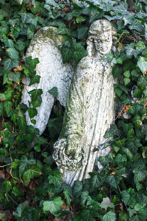 White angel sculpture covered in ivyの写真素材