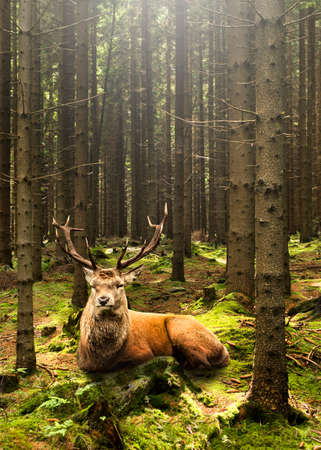 Resting stag on green moss in forestの写真素材