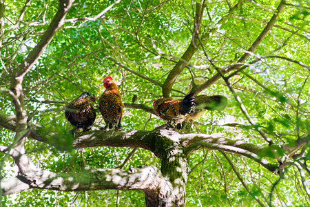 Rooster and hens on a tree in branches