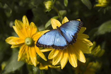 a butterfly eating nectar out of a flower