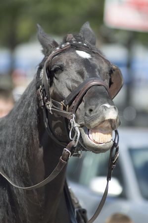 close-up of a black horse showing his teethの写真素材