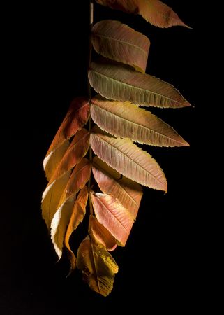Colorfull fallen leaf on a black backgroundの写真素材