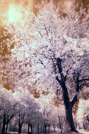 Landscape scene shot with an infrared filterの写真素材