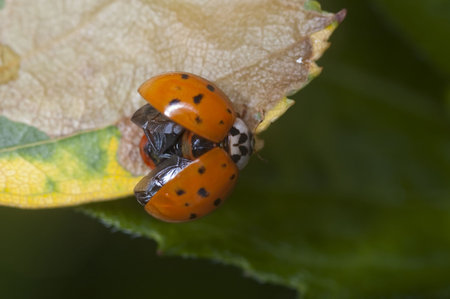 Macro shot of a ladybug on a leafの写真素材