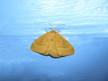 Yellow moth on a blue background. Painted blue wallの写真素材