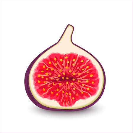 Realistic half cut figs vector. Vector illustration of fresh slice figs isolated on white background. Sweet juicy fruit. Summer tropical fruits for a healthy lifestyle.のイラスト素材