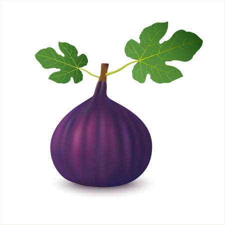 Vector illustration of fresh fig with leafs isolated on white background. Sweet juicy fruit. Summer tropical fruits for a healthy lifestyle.のイラスト素材