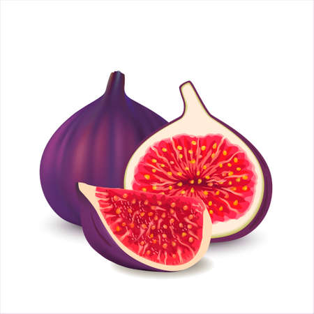 Fresh ripe delicious juicy figs whole and cut in half and quarter. Vector illustration of fresh figs isolated on white background. Sweet juicy fruit. Summer tropical fruits for a healthy lifestyle.のイラスト素材