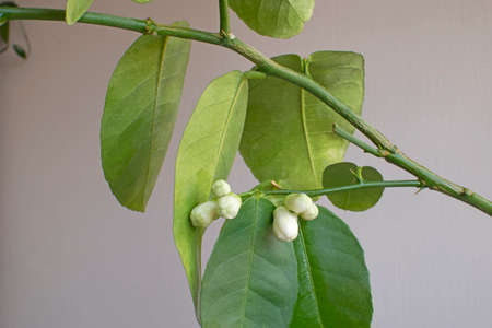 Beautiful lemon blossoms will bloom in a few days.の写真素材