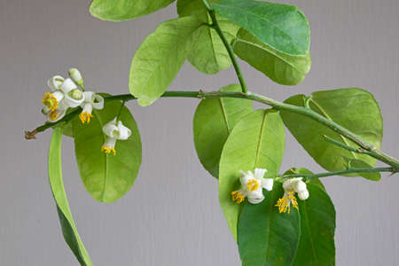 Beautiful lemon flowers, lemon blossom on tree, among bright sunlight, on green leaves white background.の写真素材