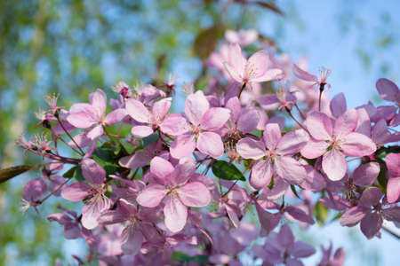 Cherry blossom in the garden. Spring, nature wallpaper. Blooming pink flowers on the branches of a cherry tree. Macro shot. Spring nature background with a pink blooming sakuraの写真素材