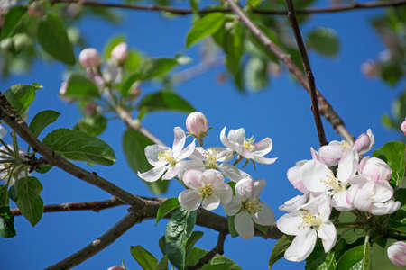 Cherry blossom in the garden over blue bokeh background. Close up of a branch with pink cherry tree flowers in full bloom with blurred background in a garden. Selective focus and copy space.の写真素材