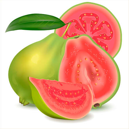 Realistic illustration guava. Fresh whole guava with leaves, half guava and slice isolated on white background. Can Lower Blood Pressure Cholesterol, enhance Body Immunity. Psidium guajava.のイラスト素材