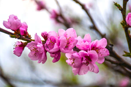 Beautiful flowering cherry branches. Red cherry flowers, romantic spring backdrop.の写真素材