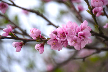 Beautiful flowering cherry branches. Spring blooming sakura cherry flowers branch. Selective focus and copy space.の写真素材