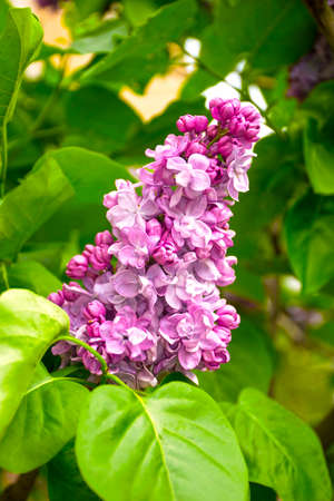 Pink branch of a blossoming lilac on a green background. Fresh lilac on a background of nature. Lilac macro photoの写真素材