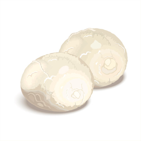 Round pieces of Italian mozzarella cheese. Mozzarella soft cheese farm product. Vector illustration for label, poster, icon, packaging isolated on white background.のイラスト素材