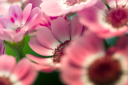 Flower Arrangementの写真素材