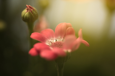 Light and Flowerの写真素材