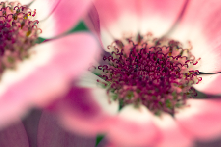 Pretty Flower Headの写真素材