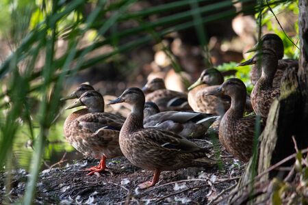 A flock of ducks on the lake in the grass looks towards the sunsetの写真素材
