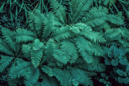 Fern thickets and leaves of other plants close-up, top view.の写真素材