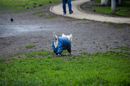 A small shaggy dog with a blue suit walks on a green wet lawn towards a man.の写真素材