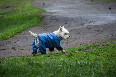 A small white dog with a blue suit walks on the wet green grass.の写真素材