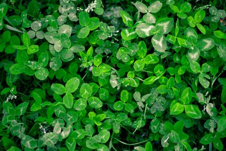 A clearing of three-leaf saturated green clover bringing good luck with other types of grass and transitions of light and shadow.の写真素材