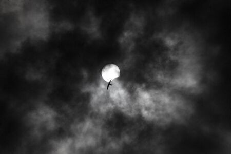 Partial solar eclipse in which the moon covers the sun and the silhouette of a bird against a black and white sky.の写真素材