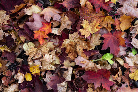 Fallen orange and red leaves lie on the autumn ground creating a cozy background.の写真素材