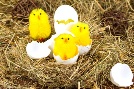 Easter colored eggs in the hay. Little newborn chickの写真素材