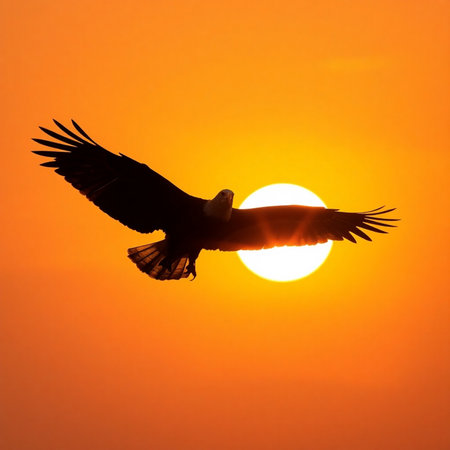 Silhouette of eagle flying on sunset sky background with sun.の素材