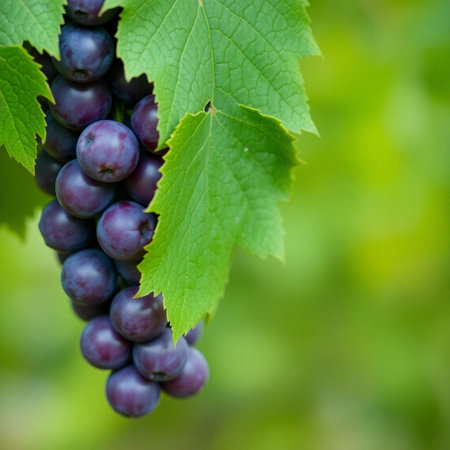 Bunches of red wine grapes with green leaves on blurred backgroundの素材