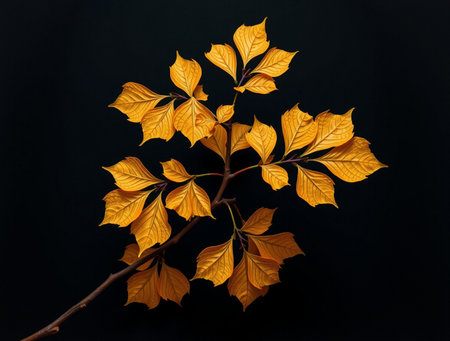 Yellow autumn leaves on a black background. Studio photography of nature.の素材