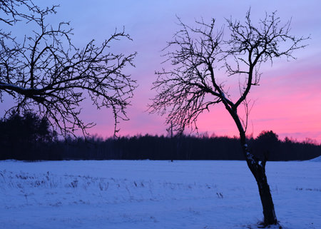 Sunset in the winter field with tree silhouettes and purple skyの素材