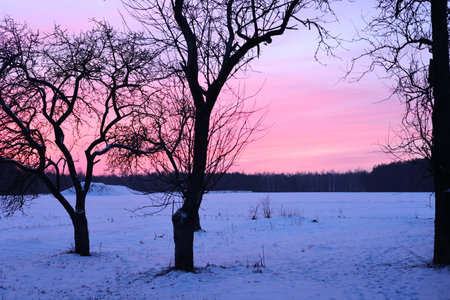 Winter landscape with trees in the snow and a pink sunset in the backgroundの素材