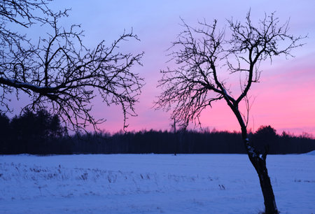 Winter landscape with snow-covered field and tree silhouettes at sunsetの素材
