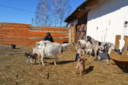 Goat family on the farmの素材