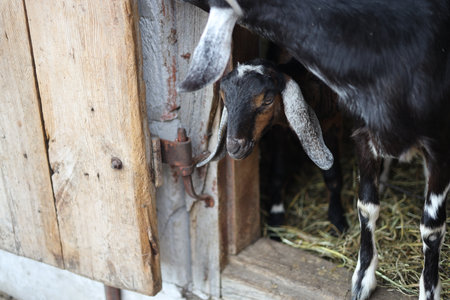 Goat in a farm, close-up. Goat in the barnの写真素材